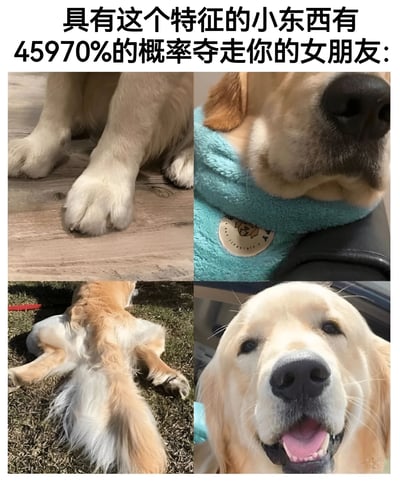 图片上方配有文字“具有这个特征的小东西有45970%的概率夺走你的女朋友：”，下方是四张金毛犬的照片拼接。第一张展示金毛犬伸出的白色爪子，第二张是金毛犬头靠蓝色毛巾的特写，第三张是金毛犬四脚朝天躺在草地上露出尾巴和肚皮，第四张是金毛犬张嘴微笑的正面照。整体通过夸张的概率和金毛犬的可爱形象制造幽默效果，暗示狗狗的萌态可能“抢走”女朋友的关注。