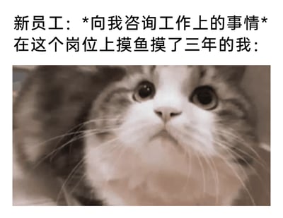 这是一张图文混排的职场搞笑梗图，上方分为两行文字，第一行是“新员工：*向我咨询工作上的事情*”，第二行是“在这个岗位上摸鱼摸了三年的我：”，下方搭配了一张猫咪的图片。猫咪睁着圆溜溜的大眼睛，一脸茫然无措，还带着心虚的神态，精准地还原了在岗位摸鱼多年、没掌握工作技能的老员工，被新员工请教工作问题时的尴尬、慌乱又心虚的状态，用幽默的方式调侃了职场中摸鱼度日的员工遇到突发状况时的窘境，容易引发职场人的共鸣。