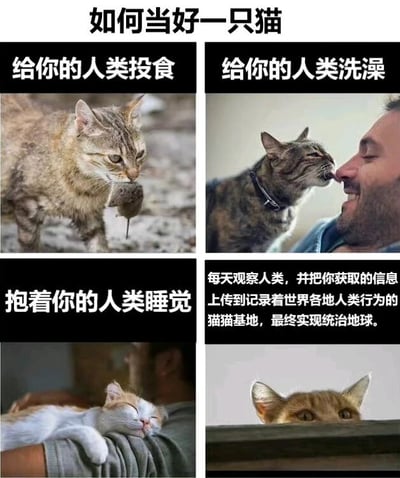 这是一张四格图文混排的搞笑梗图，标题为“如何当好一只猫”。第一格：一只橘猫嘴里叼着老鼠，配文“给你的人类投食”；第二格：虎斑猫舔舐人类脸颊，配文“给你的人类洗澡”；第三格：白猫趴在人类手臂上睡觉，配文“抱着你的人类睡觉”；第四格：橘猫从高处探出头，配文“每天观察人类，并把你获取的信息上传到记录着世界各地人类行为的猫猫基地，最终实现统治地球。” 图片通过拟人化手法，幽默地将猫咪塑造成表面讨好人类、实则暗中计划统治地球的“心机”角色，反差感十足。