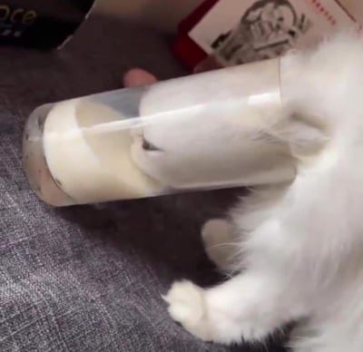 这是一张充满趣味的视觉错位照片：一只白色猫咪躺在灰色织物表面，旁边的透明容器装着奶白色物体，容器的位置与猫咪身体恰好重合，乍一看仿佛猫咪的头钻进了容器里，制造出滑稽又可爱的错觉效果，让人忍不住会心一笑。