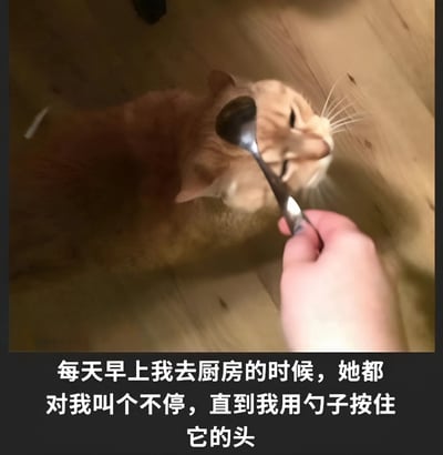 图片展示了一只橘猫趴在木地板上，一只人手正拿着金属勺子轻轻按住它的头部，猫咪双眼紧闭，表情看起来十分平静。图片下方配有文字说明：“每天早上我去厨房的时候，她都对我叫个不停，直到我用勺子按住它的头”，生动呈现了铲屎官与猫咪之间有趣的日常互动场景。