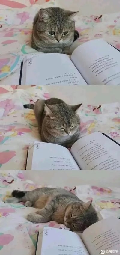 这是一组由三张图片组成的竖版连环图，画面场景是铺有粉彩色卡通花纹床单的床上，主体是一只灰色的英短猫咪。第一张图中，猫咪端正地趴在床上，面前摊开一本带有中英文内容的书，它睁着眼睛，表情严肃地看向书页，仿佛在认真“阅读”；第二张图里，猫咪的眼睛半睁半闭，眼皮耷拉下来，神态尽显困倦，显然已经被看书的过程消磨了精神；第三张图中，猫咪直接侧躺下来，脑袋靠在床面上，双眼紧闭，完全进入了熟睡状态，只留下摊开的书在一旁。这组图生动还原了不少人看书时从专注到犯困最终睡着的经历，用猫咪的可爱模样引发网友共鸣，十分有趣。