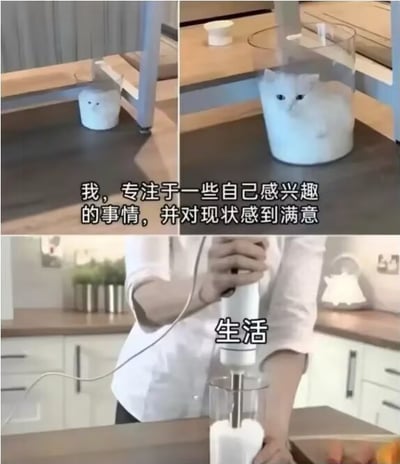 三格拼接梗图：第一格为白猫蜷缩在白色容器中，置于厨房台面上；第二格特写白猫平静注视镜头；第三格为一只手握着搅拌机伸入容器，容器内疑似白色物质，下方配文“生活”。中间文字为“我，专注于一些自己感兴趣的事情，并对现状感到满意”，通过猫的安逸与被搅拌的“生活”形成幽默反差，调侃生活对专注状态的打破。