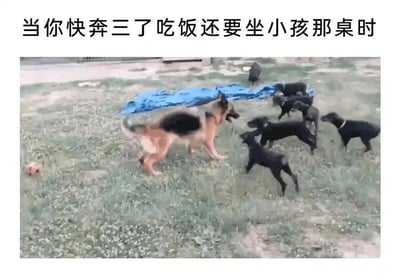 这是一张结合文字与动物实拍画面的自嘲类梗图。画面上方配有文字“当你快奔三了吃饭还要坐小孩那桌时”，下方是一只体型成熟的德国牧羊犬被一群年幼的小狗团团围住的场景。图中用体型成熟却被小狗环绕的大狗，类比那些年龄即将达到三十岁，却在家庭聚餐、亲友宴席等场合仍被长辈当作小孩安排在“小孩桌”的人，精准将年龄与社交定位错位的尴尬、无奈又略带好笑的情绪具象化，引发同龄人的共鸣，用幽默方式调侃生活中这种常见场景。