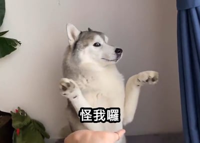 这是一张室内拍摄的真实动物梗图。画面主体是一只灰白相间的哈士奇，它像人一样直立着身体，两只前爪抬起并弯曲，呈现出类似“投降”或“耸肩”的拟人姿态。哈士奇的头部转向画面右侧，眼神侧目，表情看起来十分无奈、无辜且略带一丝嫌弃。画面下方有一只人手，食指伸出指向哈士奇的身体。图片中央偏下位置配有带黑色描边的白色文字“怪我囉”（即怪我咯），将狗的姿态拟人化，表达出一种推卸责任、自嘲或无辜背锅的幽默感。背景中可以看到白墙、左侧的绿植和绿色恐龙玩偶，以及右侧的蓝色窗帘。