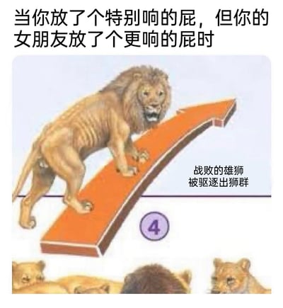 这是一张搞笑梗图，上方配有文字“当你放了个特别响的屁，但你的女朋友放了个更响的屁时”，图中主体是一只身形瘦弱、神态狼狈的雄狮，它站在向下弯曲的橙色箭头上，箭头下方还有几只狮子；图的右侧标注着“战败的雄狮被驱逐出狮群”的文字。这张图用动物科普里雄狮战败被驱逐的场景，类比自己在女朋友放出更响的屁后，仿佛像战败的雄狮一样“丢了面子”，通过这种拟人化的反差，制造出情侣日常里的搞笑趣味效果。