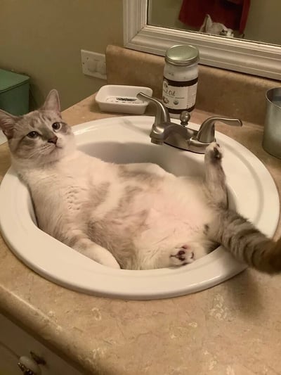 一只灰白相间的猫咪正惬意地躺在浴室的白色洗手池里，它仰着身子，露出雪白的肚皮，一只前爪搭在银色水龙头上，另一只爪子自然放在身侧，尾巴随意地垂在水池边缘。猫咪睁着圆溜溜的眼睛看向镜头，表情看起来十分放松又带着一丝好奇。洗手池周围有棕色的台面，上面放着一罐标有“Coconut Oil”的椰子油罐、一个白色肥皂盒和一个金属容器。镜子里能看到猫咪的背部倒影。整个画面展现了猫咪独特的舒适姿势和对狭小空间的喜爱，充满生活气息和萌趣感。