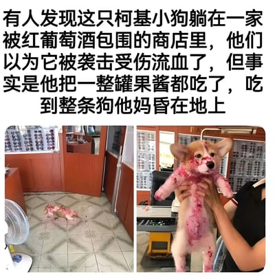 图片为上下图文混排的多图拼接，上方文字描述了一个有趣场景：有人在一家被红葡萄酒包围的商店里发现一只柯基小狗躺在地上，全身沾满红色物质，误以为它被袭击受伤流血，实则是小狗偷吃了一整罐果酱后晕倒在地。下方左侧图片显示柯基躺在铺有花纹瓷砖的商店地面上，周围散落着红色物质；右侧图片显示一人双手托起这只全身染红的柯基，小狗表情呆萌。整个画面因误会产生幽默效果。