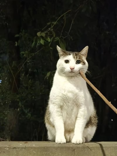 夜晚户外场景中，一只灰白相间的猫咪端正坐着，嘴里叼着一根细长的树枝。猫咪耳朵竖起，眼睛圆睁，表情显得有些好奇又专注。背景是模糊的深色植物，营造出宁静的夜间氛围。整体画面温馨可爱，展现了猫咪自然的玩耍状态。