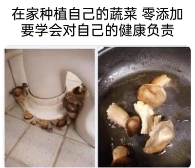 这是一张左右对比的图文混排梗图，上方配文“在家种植自己的蔬菜 零添加 要学会对自己的健康负责”，左侧实拍画面展示了卫生间马桶底座瓷砖缝隙里自然生长出的蘑菇，右侧画面则呈现了将这些蘑菇采摘后放在锅中煎制的场景。图片用荒诞的反差感制造笑点，看似倡导零添加自种蔬菜的健康生活，实际是调侃在卫生间这种非种植环境下长出的野生蘑菇，这类蘑菇并不适合食用，用反讽的方式玩梗。