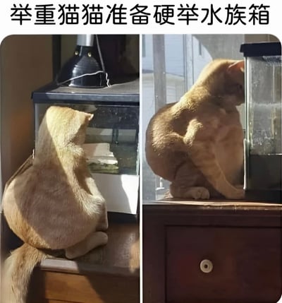 这张图片由左右两张照片组成，展示了一只橘猫正试图举起一个水族箱的有趣场景。左边照片中，猫咪站在水族箱后方，身体前倾，似乎在用背部发力；右边照片则从侧面展示了猫咪专注的姿态，它的身体紧绷，仿佛真的在进行举重挑战。图片上方配有文字"举重猫猫准备硬举水族箱"，为这只可爱的猫咪增添了拟人化的幽默效果。