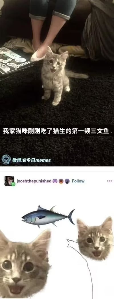 这是一张上下拼接的搞笑梗图，上半部分是真实拍摄的灰色小猫，它坐在地毯上，表情惊讶嘴巴张开，配文写道“我家猫咪刚刚吃了猫生的第一顿三文鱼”；下半部分是经过P图改编的合成图，将鱼的身体与小猫的脸拼接在一起，营造出猫咪吃了三文鱼后仿佛和鱼融为一体的滑稽视觉效果，通过夸张的合成手法制造反差笑点，十分有趣。