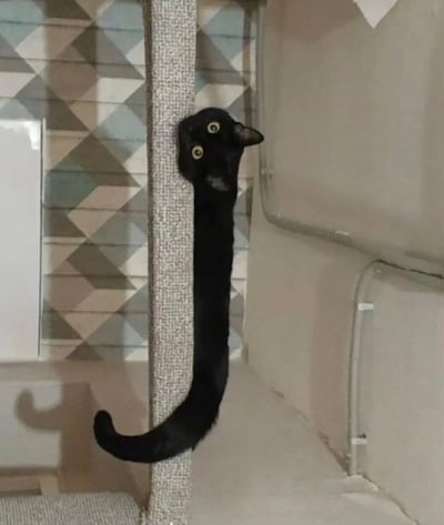 一只黑猫将身体完全贴在猫抓柱上，只露出头部和眼睛，看起来像是被压扁了一样。猫咪的眼睛瞪得很大，表情显得十分惊讶和无辜。背景是带有几何图案的瓷砖墙和浅色的家具，整个画面呈现出一种滑稽可爱的氛围。这张照片捕捉到了猫咪行为中有趣的瞬间，展现了宠物们令人捧腹的日常。