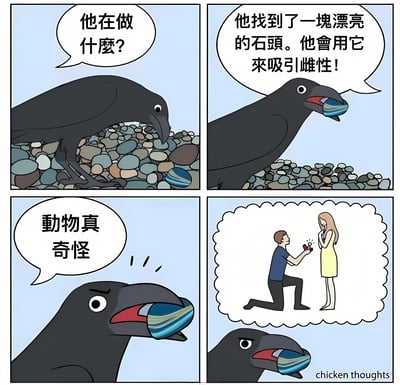四格连环漫画描绘了一只乌鸦的有趣视角：第一格乌鸦站在石子堆上，旁白提问“他在做什么？”；第二格乌鸦叼起一块彩色石头，旁白解释“他找到了一块漂亮的石头。他会用它来吸引雌性！”；第三格乌鸦面露困惑，自语“动物真奇怪”；第四格乌鸦脑海中浮现人类求婚场景——男人单膝跪地向女人递戒指，而乌鸦自己仍叼着石头。漫画通过乌鸦的视角，将动物用石头求偶与人类用戒指求婚进行类比，以“乌鸦觉得人类行为奇怪”的反差制造讽刺幽默效果。