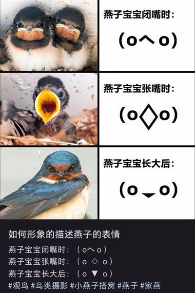 这张图采用三行左右分栏的对比排版，属于图文混排的趣味内容，左侧依次展示了三种状态的家燕实拍照片：第一行是两只挤在巢穴中、嘴部闭合的燕子幼崽，第二行是待在巢穴里张大嘴巴乞食的燕子幼崽，第三行是神态严肃的成年家燕；右侧对应搭配和燕子嘴部形状高度契合的颜文字，分别为闭嘴时的(o^o)、张嘴时的(o◇o)、成年后的(o▼o)，底部还汇总了这三种形象化的描述方式，附带了观鸟、燕子相关的话题标签，用生动的颜文字精准还原了家燕不同成长阶段、不同状态下的面部特征，创意十足且十分贴切。