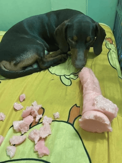 一只黑棕色的腊肠犬趴在黄色带有卡通图案的床单上，旁边放着一根巨大的粉色骨头状物体，骨头周围散落着一些粉色碎块，狗狗头部靠近骨头，表情显得慵懒放松。背景是绿色的墙壁，整体场景温馨可爱。