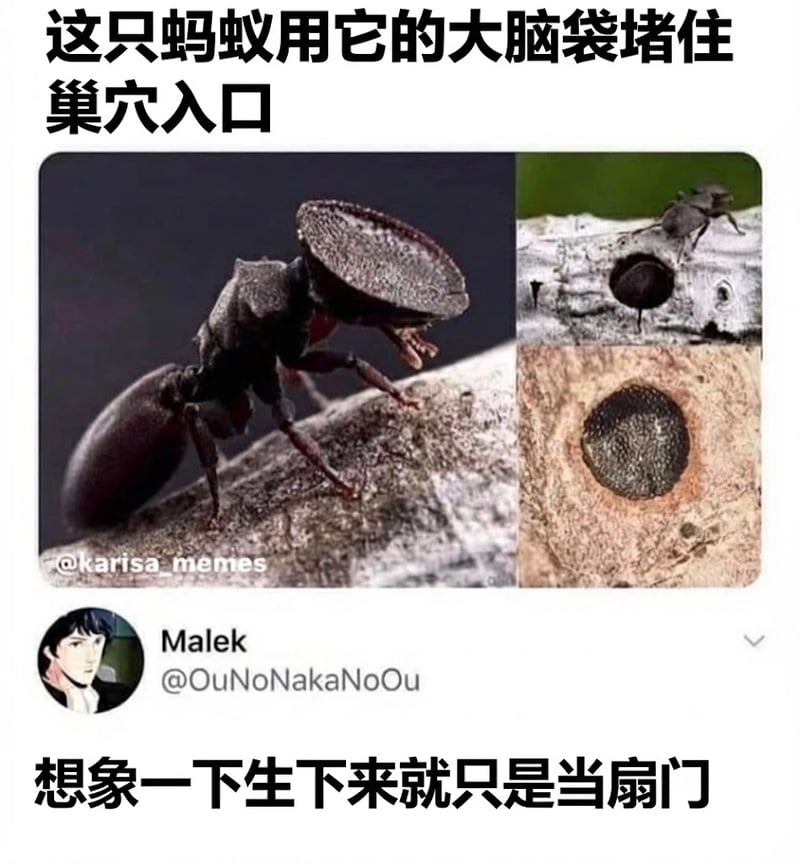 自然界节肢动物