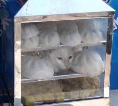 这张图片展示了一个看似普通的包子蒸笼，但在一排洁白的包子中间，夹杂着一只外形和颜色与包子十分接近的白色猫咪，猫咪的头露在包子堆之间，看起来就像是一个异形包子，构成了强烈的视觉错位和幽默效果。由此产生了拟人化、猫如包子的梗，给人以反差萌，容易引发观众的会心一笑。

**双关与暗示说明**：
- 图片中利用了猫咪和包子形状的相似性，形成了‘错位梗’和‘猫包子’双关的趣味，暗示“猫咪就是生活里的小可爱”“猫咪混入生活日常”等含义。
