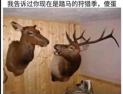这是一张经过改编创作的搞笑梗图，画面展示了室内木质墙面上悬挂的两个鹿头标本：右侧的鹿头带有巨大的鹿角，嘴巴张开，呈现出说话的姿态；左侧的鹿头没有鹿角，表情看起来有些无奈。图片顶部配有醒目的文字“我告诉过你现在是踏马的狩猎季，傻蛋”，将两个鹿头拟人化，构建出一个荒诞的场景——仿佛带角的鹿头正在嘲讽无角的鹿头没有听从自己的提醒，最终在狩猎季中被猎人猎杀，双双成为了墙上的标本，用这种反差感和拟人化的设定制造出强烈的幽默效果，调侃了不听劝告导致糟糕结果的行为。