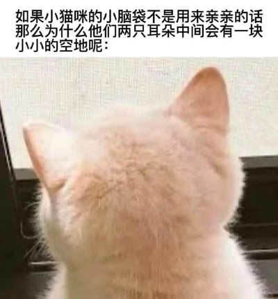 图片上方配有文字：'如果小猫咪的小脑袋不是用来亲亲的话 那么为什么他们两只耳朵中间会有一块小小的空地呢：'，下方是一张浅色猫咪的头部背面特写，清晰展示了两只耳朵中间的头顶区域。整体通过幽默的文字和可爱的猫咪照片结合，表达了对猫咪头部适合亲亲的趣味观察，风格轻松治愈。