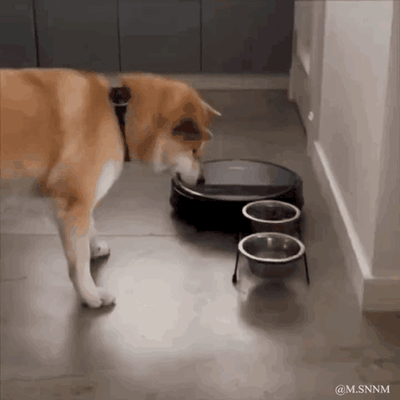 这是一段趣味动态GIF，画面中一只戴着黑色项圈的柴犬身处室内，面前摆放着一个黑色自动宠物碗和两个金属小食碗。柴犬好奇地低头去嗅这个自动碗，随着碗体的转动，它的头也不自觉地跟着转动起来，一脸困惑的模样显得十分滑稽，生动展现了宠物面对新鲜物品时的呆萌反应。