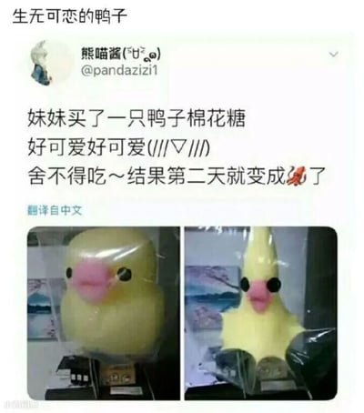 这是一则充满趣味的生活分享类内容，整体为社交媒体截图形式，顶部标注标题“生无可恋的鸭子”。内容由用户“熊喵酱(@pandazizi1)”发布，讲述了妹妹购买了一只造型圆润可爱的鸭子棉花糖，因喜爱舍不得食用，结果第二天棉花糖因受潮等因素发生严重变形，原本饱满的鸭身变得细长，模样滑稽搞笑，如同“生无可恋”的状态，发布者还配上了着火的表情来调侃这个意外变化。图片采用左右对比的形式，左侧是棉花糖刚买来时可爱的样子，右侧是变形后的滑稽模样，图文结合，将生活中的小意外转化为搞笑的趣事，引发观者共鸣。
