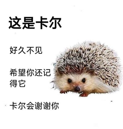 这是一张白色背景的图文混排表情包，右侧是一只毛发蓬松的迷你刺猬，面部为浅米色，背部覆盖深浅相间的尖刺，睁着黑溜溜的圆眼睛直视镜头，神态软萌乖巧。左侧从上到下排列着四行黑色简体中文文字，依次为“这是卡尔”、“好久不见”、“希望你还记得它”、“卡尔会谢谢你”，整体风格轻松治愈，多用于和久未联络的好友打招呼、刷存在感，传递友好的问候情绪。