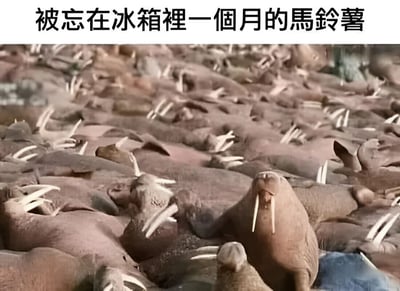 图片上方有文字“被忘在冰箱裡一個月的馬鈴薯”，下方是一张大量海象聚集的照片。图片通过比喻手法，将密集聚集且露出獠牙的海象群幽默地比作在冰箱里放了一个月后发芽的马铃薯，利用海象的獠牙与马铃薯芽的视觉相似性制造笑点。