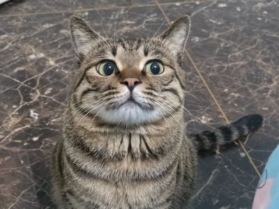 一张近距离拍摄的狸花猫特写照片，猫咪双眼圆睁，瞳孔放大，表情呈现出明显的震惊或惊讶状态，耳朵竖立，胡须清晰可见。背景是带有裂纹纹理的深色大理石瓷砖地面，猫咪正抬头向上凝视，整体画面聚焦于猫咪的面部表情，显得呆萌又有趣。