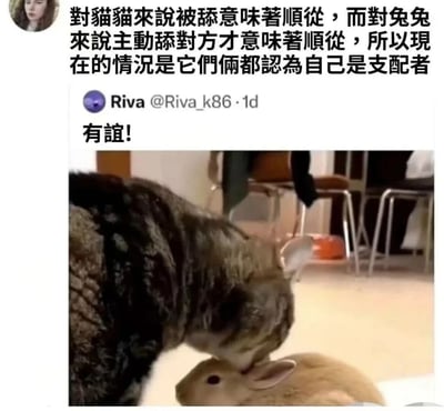 图片上方为文字说明：'对猫猫来说被舔意味着顺从，而对兔兔来说主动舔对方才意味着顺从，所以现在的情况是它们俩都认为自己是支配者'，中间是Twitter用户Riva @Riva_k86发布的推文'有誼!'，下方配图为一只猫正在舔一只兔子的头部。通过动物行为的误解制造幽默效果，展现了猫和兔子都误以为自己是支配者的有趣场景。