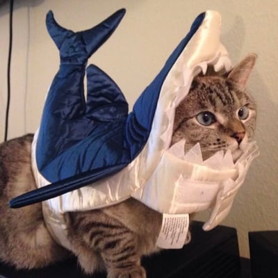 一只虎斑猫穿着蓝白相间的鲨鱼造型服装，头部从鲨鱼嘴中探出，表情淡定。鲨鱼服装包含完整的头部、牙齿细节和尾巴，整体造型可爱又滑稽。