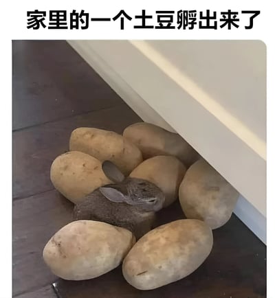 一张幽默照片，展示了一只灰色小兔子蜷缩在一堆土豆中间，从家具下方探出头来。图片上方配有文字'家里的一个土豆孵出来了'，利用兔子与土豆颜色和大小的相似性制造视觉笑话，仿佛土豆真的孵化出了兔子。