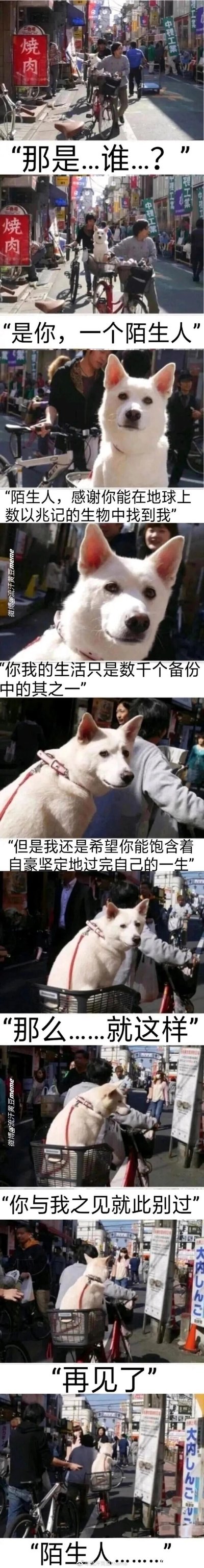 这是一组多图拼接的连环梗图，场景设定在充满日式店铺的街头，画面从路人视角展开，先是路人看到自行车筐里的白狗，配文构建出一段仿佛是路人与白狗之间的对话：路人发出“那是...谁...？”的疑问，白狗以拟人化的视角回应“是你，一个陌生人”，随后说出带有哲思的话语，感谢陌生人在万千生物中注意到自己，提到彼此的生活只是无数备份之一，同时寄语陌生人要自豪坚定地过好一生，最后以“你与我之间就此别过”“再见了，陌生人”收尾，画面随着对话推进，白狗和骑车人逐渐远去，整体氛围治愈又带着淡淡的怅然，通过拟人化的手法，将一场偶然的街头偶遇赋予了温暖的人生感悟。