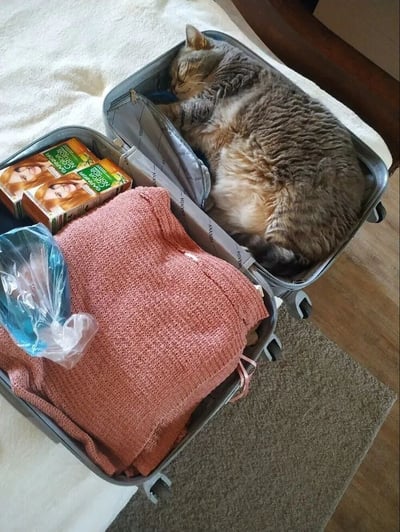 一只胖乎乎的灰色猫咪蜷缩在打开的行李箱中熟睡，占据了箱子的一侧。行李箱内还放着几件物品：粉色针织毛衣、两盒绿色包装的果汁（包装上有女性头像），以及一个透明塑料袋。箱子放在铺着白色毛巾的地面上，旁边是木质地板。猫咪睡得十分香甜，身体几乎填满了行李箱的一半空间，与周围的旅行用品形成有趣对比，展现出猫咪喜欢钻狭小空间的可爱习性。