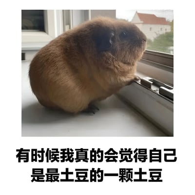 图片中是一只棕色豚鼠，它后腿站立在窗台上，前爪搭着窗框，正扭头望向窗外。豚鼠体型圆润，毛发蓬松，看起来像一颗圆滚滚的土豆。图片下方配有文字：“有时候我真的会觉得自己是最土豆的一颗土豆”，通过拟人化的手法，将豚鼠的外形特点与“土豆”的形象幽默结合，营造出呆萌可爱的氛围。