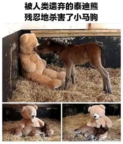 这是一组由三张照片组成的连环图，顶部配有夸张的标题文字“被人类遗弃的泰迪熊 残忍地杀害了小马驹”，制造出负面的悬念感。但实际画面与标题完全相反：第一张图中，一只小马驹亲昵地凑到被放置在墙角的泰迪熊脸旁，姿态十分依赖；第二张图里，小马驹躺倒在泰迪熊的腿边，显得十分放松；第三张图中，小马驹依偎在泰迪熊的怀里安静休息，将这个被遗弃的玩具当成了陪伴自己的温暖伙伴。标题的残忍描述和画面的温馨场景形成强烈反差，以此制造出搞笑的效果，展现了小动物对陪伴的渴望。