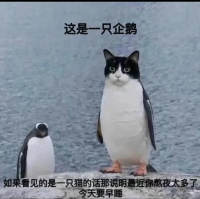 这是一张用于调侃熬夜状态的趣味合成梗图，背景为冰面环境，画面左侧是一只低头站立的正常企鹅，右侧是经过P图合成的“猫脸企鹅”——将黑白猫的头部与企鹅的身体拼接在一起。图中上方配有文字“这是一只企鹅”，下方配有文字“如果看见的是一只猫的话那说明最近你熬夜太多了 今天要早睡”，通过制造视觉错觉的方式，幽默地暗示熬夜会导致视觉疲劳、出现认知错觉，以此提醒人们要注意休息，及时早睡，避免过度熬夜。