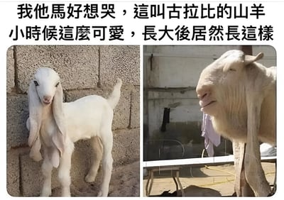 图片为左右对比结构，左侧是一只幼年古拉比山羊，通体雪白，长着大大的耳朵和圆润的脸庞，正靠墙站立，显得十分可爱；右侧是同一只山羊长大后的样子，体型变大，面部轮廓变得粗犷，毛发也更显厚重，背景是带有衣物和杂物的室外环境。图片上方配有文字：“我他馬好想哭，這叫古拉比的山羊小時候這麼可愛，長大後居然長這樣”，表达了对山羊成长前后外貌变化较大的惊讶和无奈情绪。