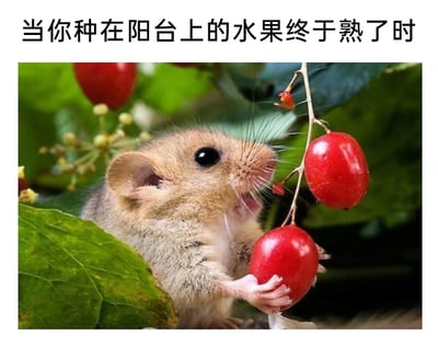 这是一张趣味梗图，上方配有文字“当你种在阳台上的水果终于熟了时”，下方主体是一只榛睡鼠，它身处绿叶之间，双手抱着一颗饱满的红色成熟浆果，嘴巴张开，正享用着这颗果实，周围还悬挂着其他几颗同款红色浆果，绿叶与红果的搭配让画面充满生机。这张图用小动物先一步享用成熟水果的场景，调侃了阳台种植的水果往往还没等到主人采摘，就被小动物捷足先登的无奈又好笑的日常，画面生动治愈，容易引发有相似种植经历的网友共鸣。