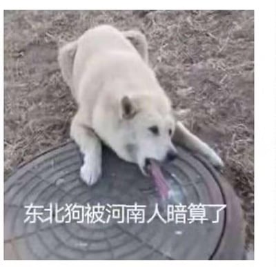 图片中一只浅色的狗趴在圆形井盖上，伸出舌头舔舐井盖表面，图片下方配有文字“东北狗被河南人暗算了”。该图片存在明显的地域歧视内容，将特定地区人群与负面行为不当关联，带有偏见和刻板印象，属于不良信息。