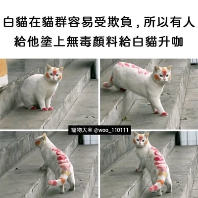 这张梗图展示了一只原本全白的猫咪，被主人用无毒颜料涂抹上了花纹，让它看起来更加有特色。上方配文解释说白猫在猫群中容易受到欺负，于是有人给白猫涂上了安全的颜色进行"升级"。多张照片展现了猫咪的"新装扮"，画面风格幽默，非常萌且充满创意，搭配文字形成一种“现实与游戏升级”梗的轻松氛围。

本图含有双关和类比趣味：文字里的“升咖”意思是让白猫变得更有个性、更不会被欺负，和游戏升级、角色换皮肤的说法类似。