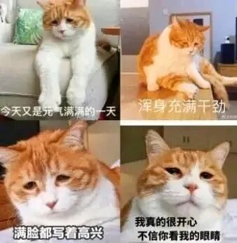 四宫格拼接的橘猫表情包，每格猫咪表情与文字形成强烈反差。第一格猫咪坐姿慵懒，配文‘今天又是元气满满的一天’；第二格侧躺眼神涣散，配文‘浑身充满干劲’；第三格面部特写眼神无奈，配文‘满脸都写着高兴’；第四格直视镜头表情敷衍，配文‘我真的很开心 不信你看我的眼睛’。通过猫咪真实疲惫的表情与积极文字的矛盾，营造出幽默搞笑的效果，常用于调侃表面积极实则疲惫的状态。