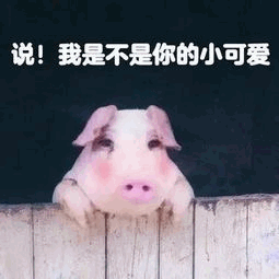 小猪探头问：我是不是你的小可爱