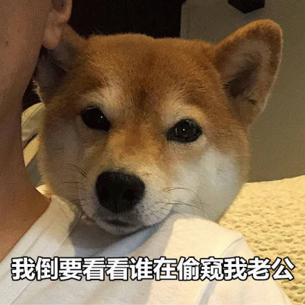 柴犬一脸严肃监督：谁在偷窥我老公