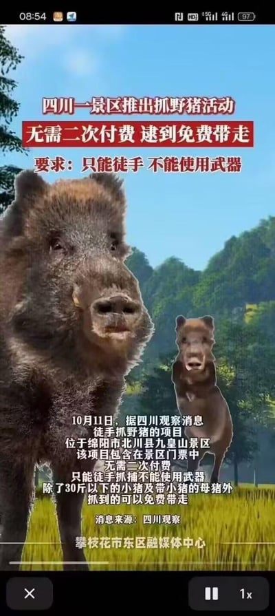 图片为手机屏幕截图，展示四川绵阳北川县九皇山景区推出的徒手抓野猪活动宣传内容。画面上方是红色醒目标题“四川一景区推出抓野猪活动 无需二次付费 逮到免费带走”及要求“只能徒手 不能使用武器”，中间是两只野猪在绿色草地和树林背景下的照片，下方为详细文字说明：10月11日据四川观察消息，该项目包含在景区门票中，除30斤以下小猪及带崽母猪外，徒手抓到的野猪可免费带走，消息来源为四川观察，底部有水印“攀枝花市东区融媒体中心”。