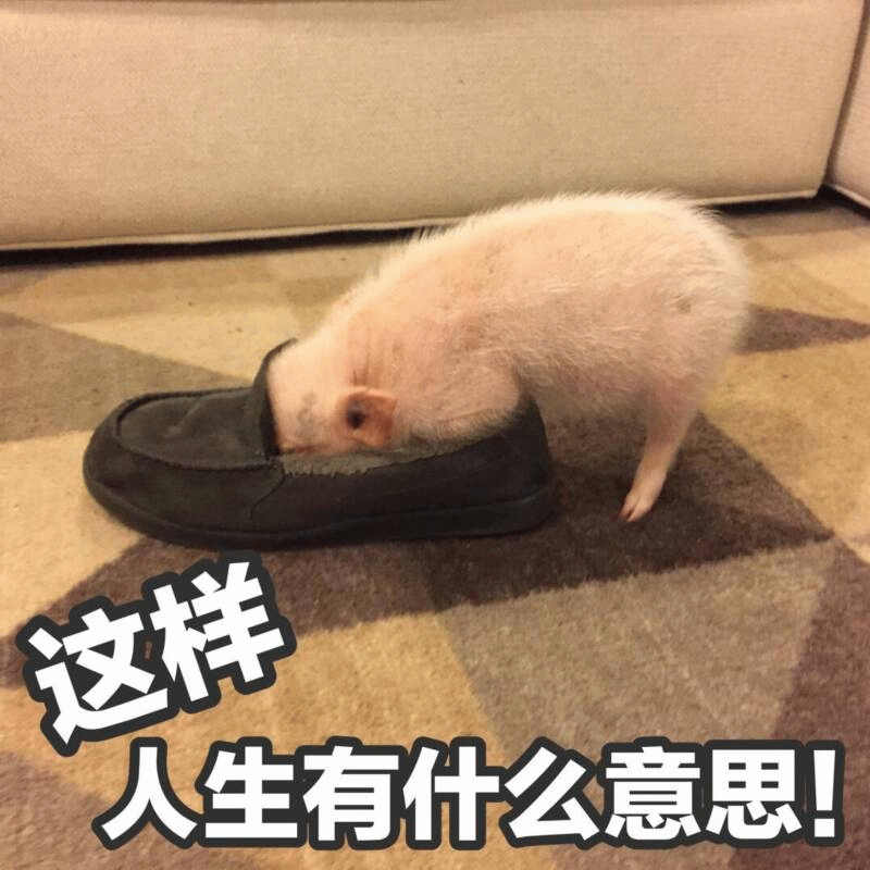 小猪埋首鞋中配文'这样人生有什么意思!'