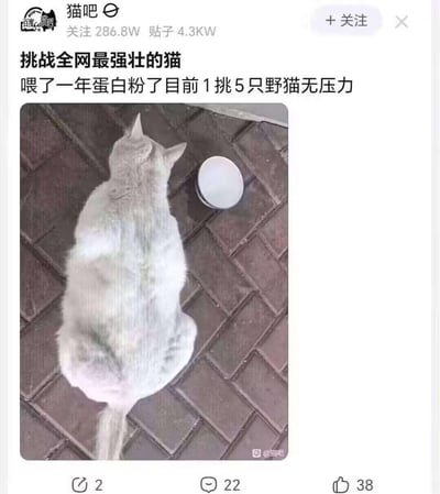 这是百度贴吧猫吧的一篇趣味帖子，楼主晒出一只灰猫的背影图，配文表示给这只猫喂了一年蛋白粉，现在它强壮到能1挑5只野猫毫无压力，发起“挑战全网最强壮的猫”的话题。图中的灰猫背影敦实壮硕，旁边放着一个疑似蛋白粉的罐子，内容充满反差感，十分搞笑。