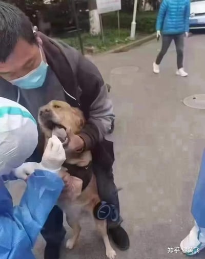 在户外的城市道路上，一位穿着全套防护服的防疫人员，正在给一只被主人抱在怀里的土黄色宠物狗做核酸采样。主人戴着口罩，双手固定住狗狗的嘴巴，狗狗露出有点抗拒又无奈的表情，配合采样。背景中还有路过的行人，这是疫情防控期间出现的特殊生活场景，充满了新奇感和趣味性。