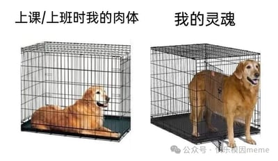 图片为左右对比图，左侧标注“上课/上班时我的肉体”，画面中一只金毛犬安静躺卧在铁笼内，表情平静略带无奈；右侧标注“我的灵魂”，同一只金毛犬站立在铁笼外，眼神明亮、嘴角上扬，显得开心自由。通过金毛犬在笼内外的状态对比，幽默地隐喻了人们在上课或工作时身体被束缚、灵魂却渴望自由的状态，引发职场和校园人群的共鸣。