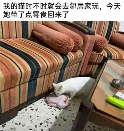 这是一张带文字的搞笑宠物图片，图片上方配文“我的猫时不时就会去邻居家玩，今天她带了点零食回来了”，画面里一只白色猫咪正低头嗅闻条纹沙发旁地面上的一整只处理好的生鸡。文案用“零食”来形容体积远超猫咪通常带回的小猎物的生鸡，形成强烈的反差感，调侃猫咪把这只疑似从邻居家“带”来的生鸡当成给主人的小礼物，充满趣味，展现了猫咪的调皮和铲屎官的调侃视角。